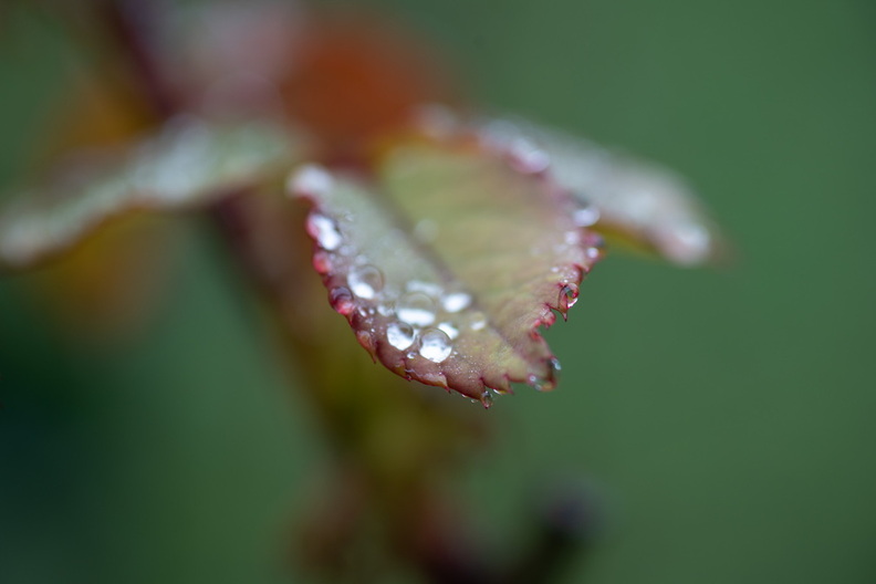 K75_0771.jpg
