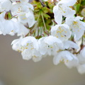 KR7 4289
