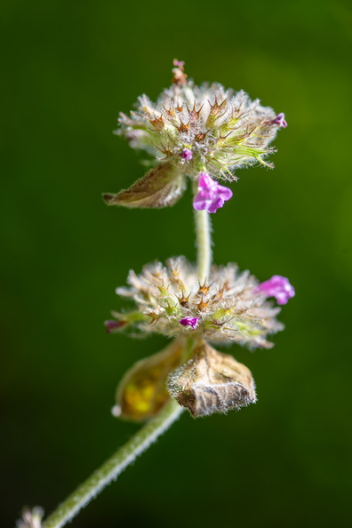 K75_4901.jpg
